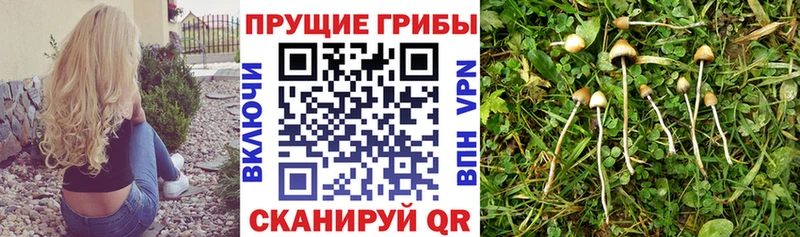 Галлюциногенные грибы Magic Shrooms  Богучар 